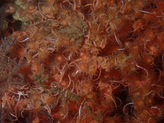 Ophiothela mirabilis