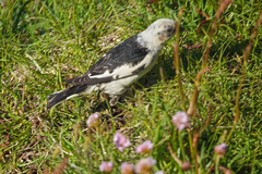 Plectrophenax nivalis