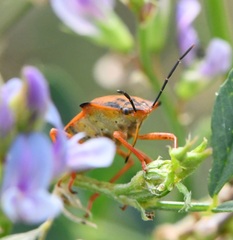 Carpocoris mediterraneus atlanticus