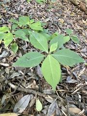 Persicaria filiformis
