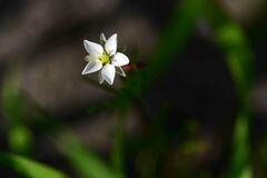 Spergula arvensis