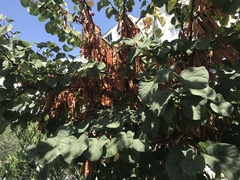 Cercis siliquastrum