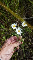 Symphyotrichum boreale
