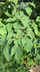 Broussonetia papyrifera