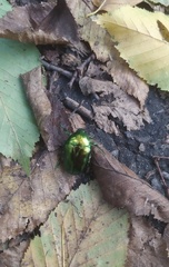 Protaetia speciosissima