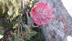 Protea punctata