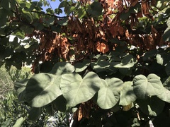 Cercis siliquastrum