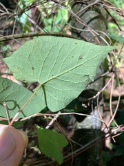 Fallopia cilinodis