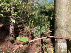 Fallopia cilinodis