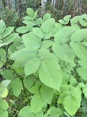 Aralia cordata