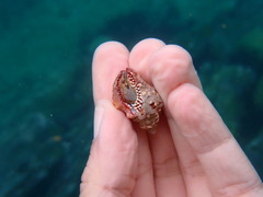 Gemophos sanguinolentus