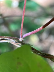 Fallopia cilinodis