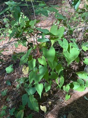 Fallopia cilinodis