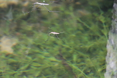 Aquarius paludum paludum