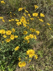 Helianthus occidentalis