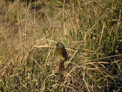Embernagra platensis