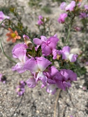 Podalyria myrtillifolia