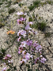 Podalyria myrtillifolia