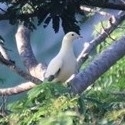 Ducula bicolor