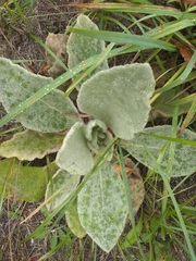 Verbascum