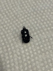 Histeridae