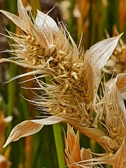 Hypodiscus aristatus