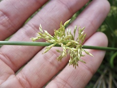 Juncus decipiens