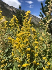 Solidago velutina