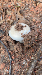 Amanita ocreata