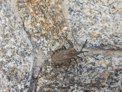 Spartocera fusca