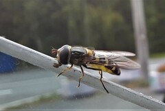 Syrphus ribesii