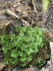 Atrichum undulatum