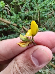 Adenocarpus foliolosus image