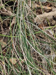 Equisetum ramosissimum