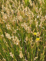 Hypodiscus aristatus