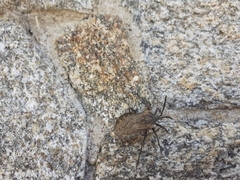 Spartocera fusca