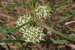 Xysmalobium involucratum