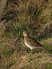 Gallinago