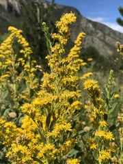 Solidago velutina