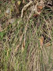 Equisetum ramosissimum