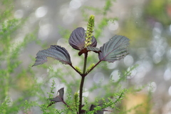 Perilla frutescens