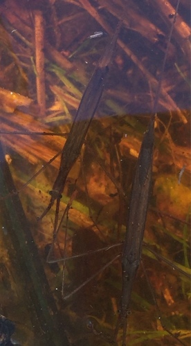Eurasian Water Stick Insect, Weerribben - Woldlakebos, photo 8 of 10