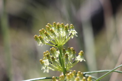 Xysmalobium involucratum
