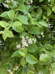 Ehretia anacua