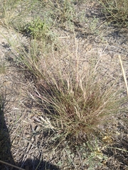 Aristida purpurea