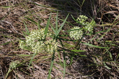 Xysmalobium involucratum