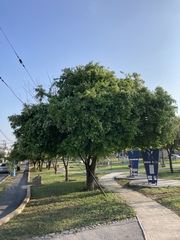 Ehretia anacua