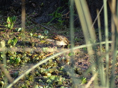 Phleocryptes melanops