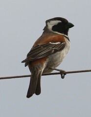 Passer melanurus melanurus