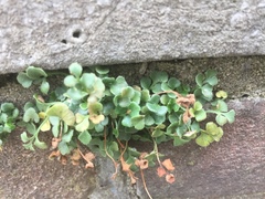 Asplenium ruta-muraria